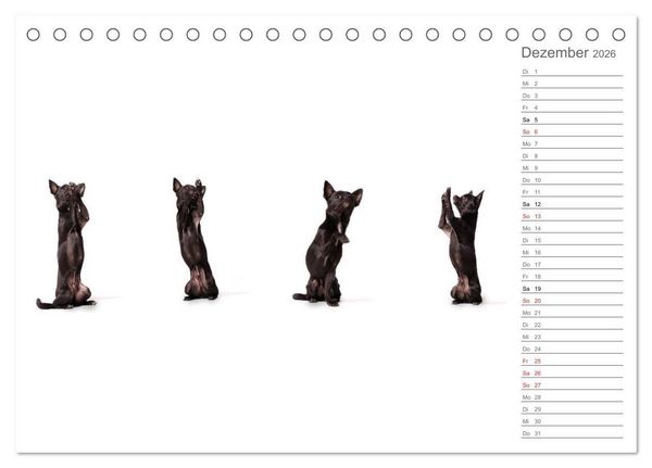 Produktbild: Chihuahua - Die Welt der Kleinen (Tischkalender 2026 DIN A5 quer), CALVENDO Monatskalender