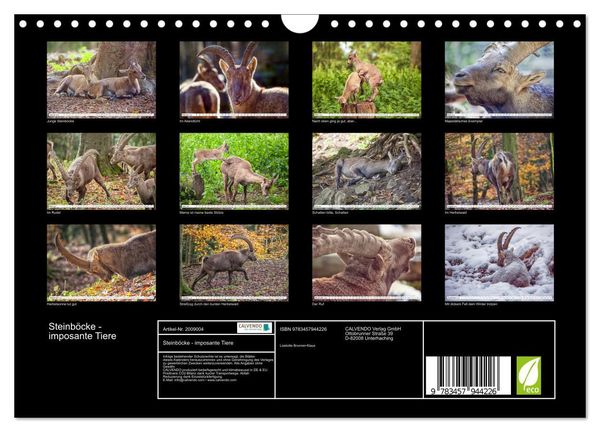 Produktbild: Steinb&ouml;cke - imposante Tiere (Wandkalender 2026 DIN A4 quer), CALVENDO Monatskalender