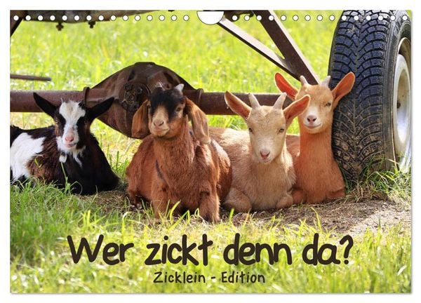 Produktbild: Wer zickt denn da? - Zicklein-Edition (Wandkalender 2026 DIN A4 quer), CALVENDO Monatskalender