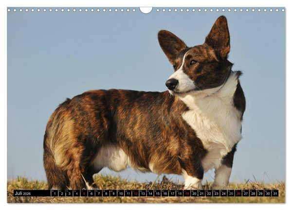 Produktbild: Welsh Corgi - Kobold auf 4 Pfoten (Wandkalender 2026 DIN A3 quer), CALVENDO Monatskalender