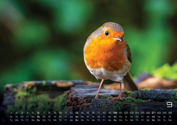 Produktbild: Waldtiere - Heimische Waldbewohner - Der Tierkalender - 2026 - Kalender DIN A2