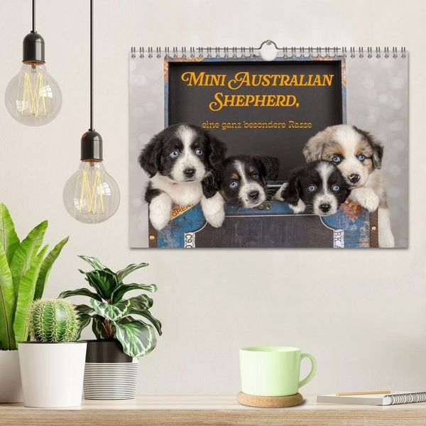 Produktbild: Mini Australian Shepherd, eine ganz besondere Rasse (Wandkalender 2027 DIN A4 quer), CALVENDO Monatskalender