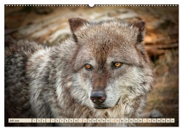 Produktbild: Wolf - Imposanter J&auml;ger (hochwertiger Premium Wandkalender 2026 DIN A2 quer), Kunstdruck in Hochglanz
