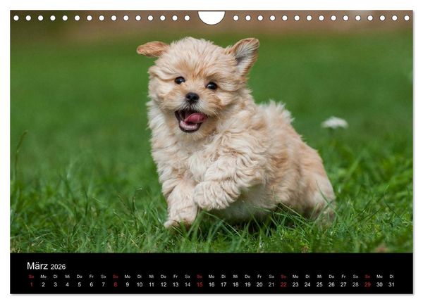 Produktbild: Welpen 2026 (Wandkalender 2026 DIN A4 quer), CALVENDO Monatskalender