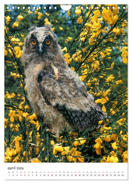 Produktbild: Une vie de hibou les oiseaux (Calendrier mural 2026 DIN A4 horizontal), CALVENDO calendrier mensuel
