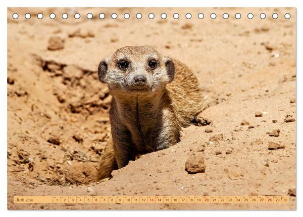 Produktbild: Afrikas Tierwelt - Erdm&auml;nnchen (Tischkalender 2026 DIN A5 quer), CALVENDO Monatskalender