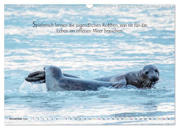 Produktbild: Kegelrobben auf der Insel D&uuml;ne (Wandkalender 2026 DIN A3 quer), CALVENDO Monatskalender
