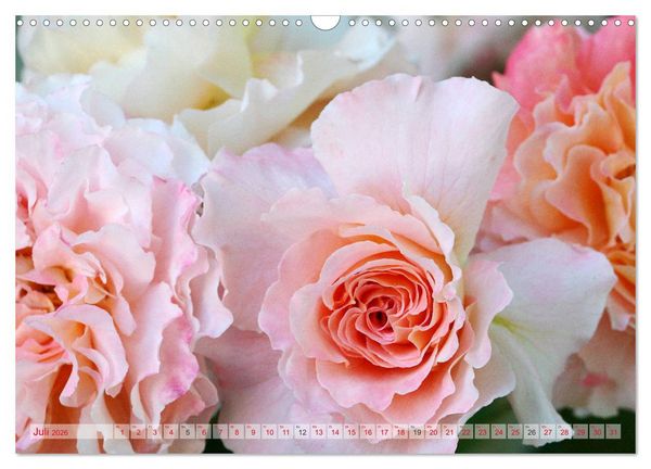 Produktbild: Stolze Rosen (Wandkalender 2026 DIN A3 quer), CALVENDO Monatskalender