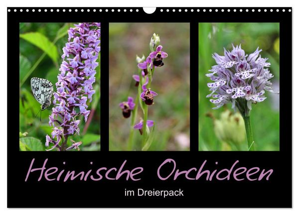 Produktbild: Heimische Orchideen im Dreierpack (Wandkalender 2026 DIN A3 quer), CALVENDO Monatskalender