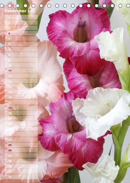 Produktbild: Gladiolenpracht (Tischkalender 2022 DIN A5 hoch)