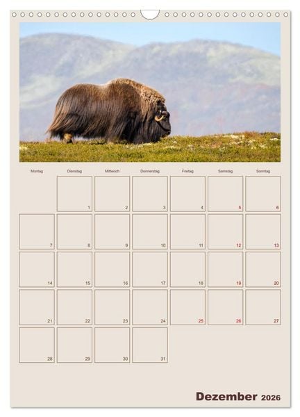 Produktbild: Moschusochsen - Norwegens gem&uuml;tliche Riesen (Wandkalender 2026 DIN A3 hoch), CALVENDO Monatskalender