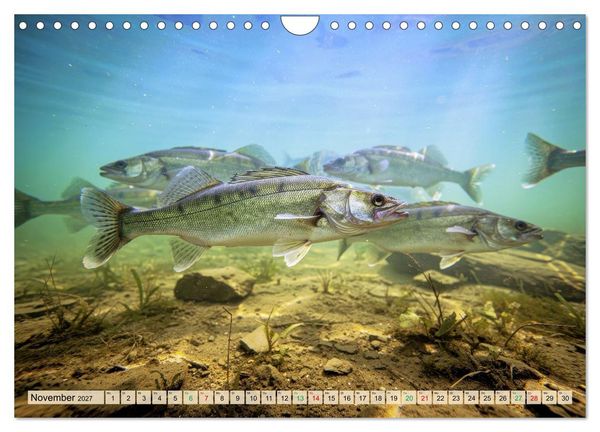 Produktbild: Zander im See (Wandkalender 2027 DIN A4 quer), CALVENDO Monatskalender