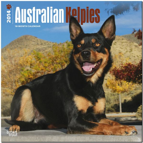 Produktbild: Australian Kelpies Calendar