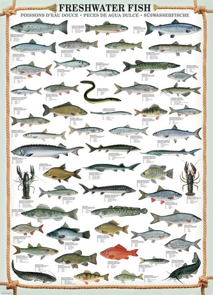 Produktbild: Freshwater Fish