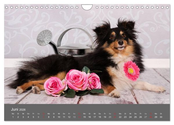 Produktbild: Shelties : Charmeure auf 4 Pfoten (Wandkalender 2026 DIN A4 quer), CALVENDO Monatskalender