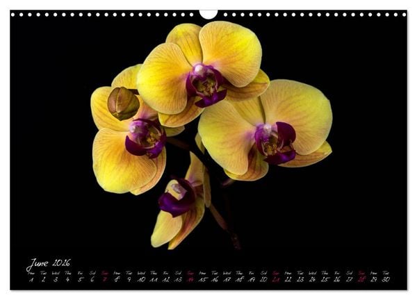 Produktbild: Orchids (Wall Calendar 2026 DIN A3 landscape), CALVENDO 12 Month Wall Calendar