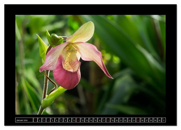Produktbild: Frauenschuhe - die sch&ouml;nsten Orchideen der Welt (Wandkalender 2026 DIN A4 quer), CALVENDO Monatskalender