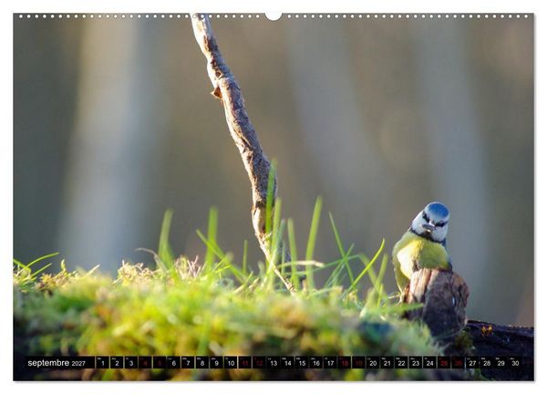 Produktbild: M&eacute;sanges bleues (Calendrier mural 2027 DIN A2 vertical), CALVENDO calendrier mensuel