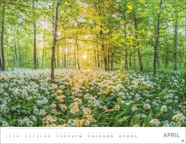 Produktbild: Sonnenzauber Posterkalender 2027