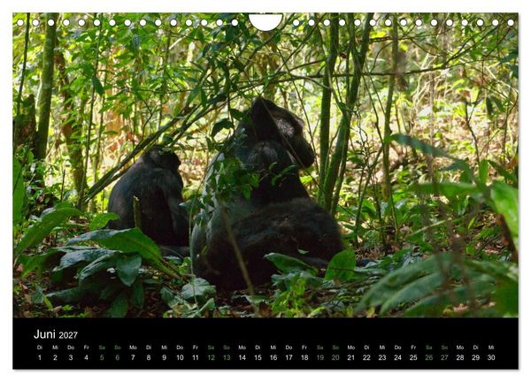 Produktbild: Ugandas friedliche Berggorillas (Wandkalender 2027 DIN A4 quer), CALVENDO Monatskalender