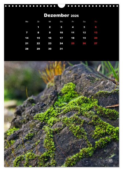 Produktbild: Die Welt der Moose. Ein Blick nach unten (Wandkalender 2026 DIN A3 hoch), CALVENDO Monatskalender