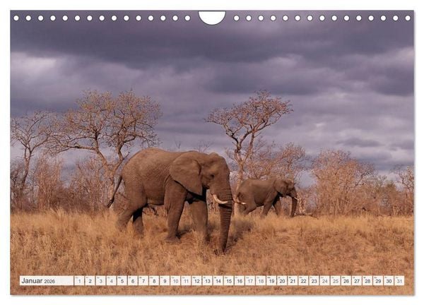 Produktbild: S&uuml;dafrika / Landschaften & Tiere / Christian Heeb (Wandkalender 2026 DIN A4 quer), CALVENDO Monatskalender