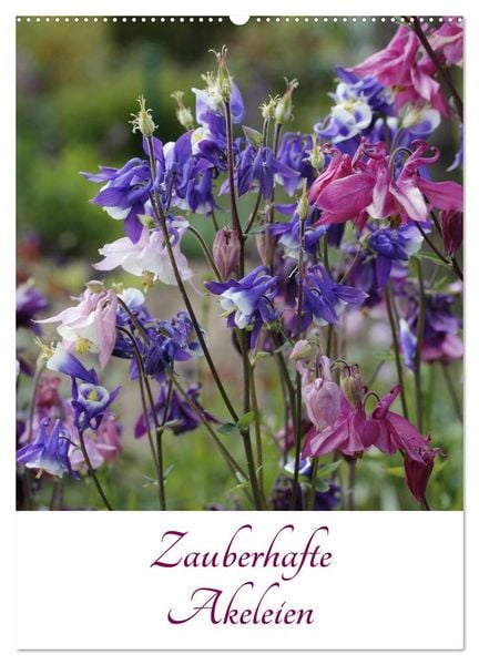 Zauberhafte Akeleien (Wandkalender 2026 DIN A2 hoch), CALVENDO Monatskalender