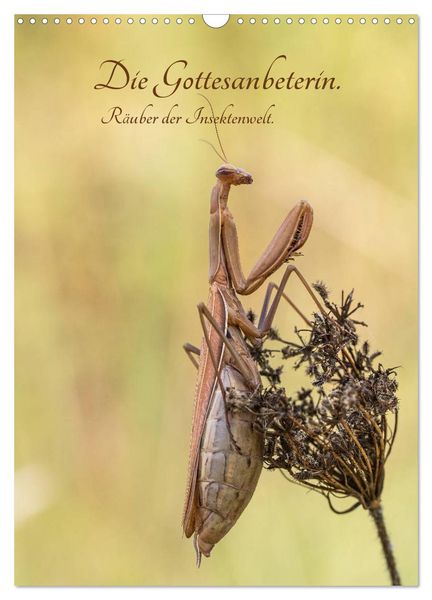 Produktbild: Die Gottesanbeterin. R&auml;uber der Insektenwelt. (Wandkalender 2026 DIN A3 hoch), CALVENDO Monatskalender
