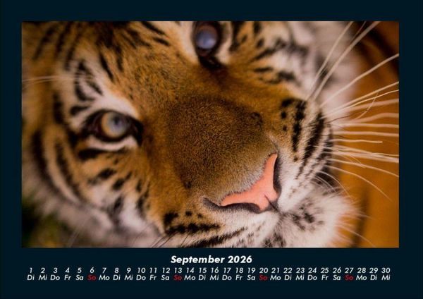 Produktbild: Tiger 2026 Fotokalender DIN A4