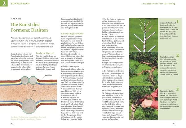 Produktbild: Bonsai ziehen, gestalten und pflegen