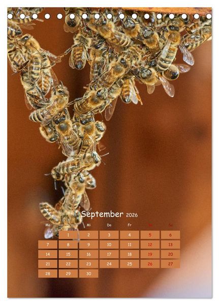 Produktbild: Gesch&auml;ftig wie im Bienenstock (Tischkalender 2026 DIN A5 hoch), CALVENDO Monatskalender