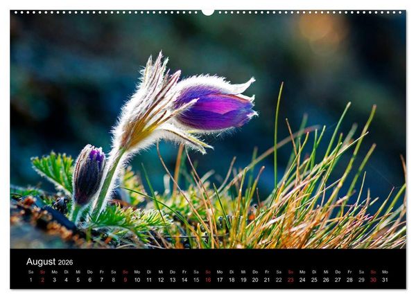 Produktbild: Wilde Bl&uuml;ten-Tr&auml;ume (Wandkalender 2026 DIN A2 quer), CALVENDO Monatskalender