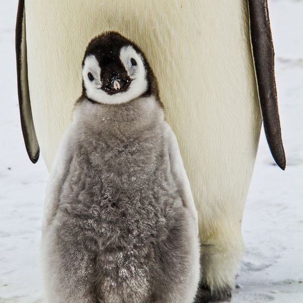 Produktbild: Penguins 2027