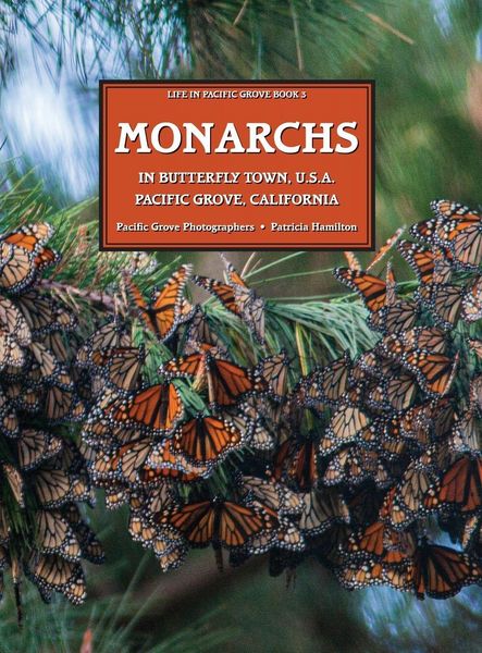 Produktbild: MONARCHS In Butterfly Town U.S.A., Pacific Grove, California