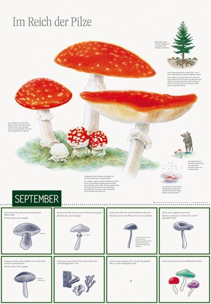 Produktbild: Natur erleben durch das Jahr - 1