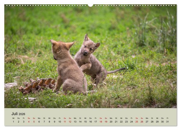 Produktbild: Wolfsrudel (hochwertiger Premium Wandkalender 2026 DIN A2 quer), Kunstdruck in Hochglanz