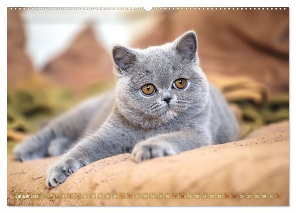 Produktbild: Britisch Kurzhaar Rarit&auml;ten - seltene Sch&ouml;nheiten (hochwertiger Premium Wandkalender 2026 DIN A2 quer), Kunstdruck in Hochglanz