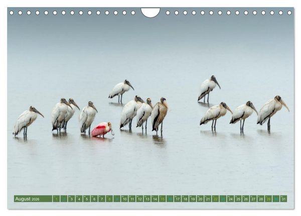 Produktbild: Waldstorch und Anhinga (Wandkalender 2026 DIN A4 quer), CALVENDO Monatskalender