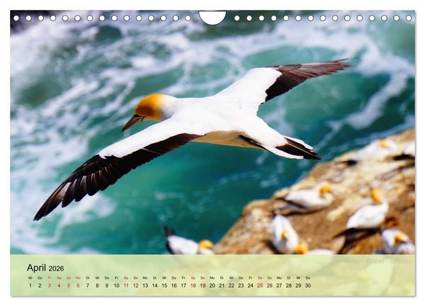 Produktbild: Neuseelands Vogelwelt (Wandkalender 2026 DIN A4 quer), CALVENDO Monatskalender