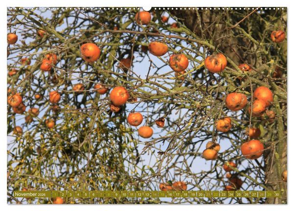 Produktbild: Apfelbaum und Streuobstwiesen (Wandkalender 2026 DIN A2 quer), CALVENDO Monatskalender