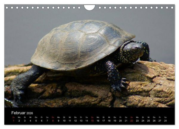 Produktbild: Das Leben der Schildkr&ouml;ten (Wandkalender 2026 DIN A4 quer), CALVENDO Monatskalender