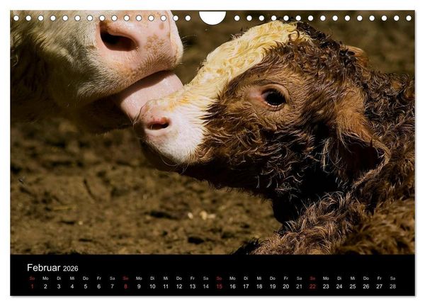 Produktbild: K&uuml;he 2026 (Wandkalender 2026 DIN A4 quer), CALVENDO Monatskalender