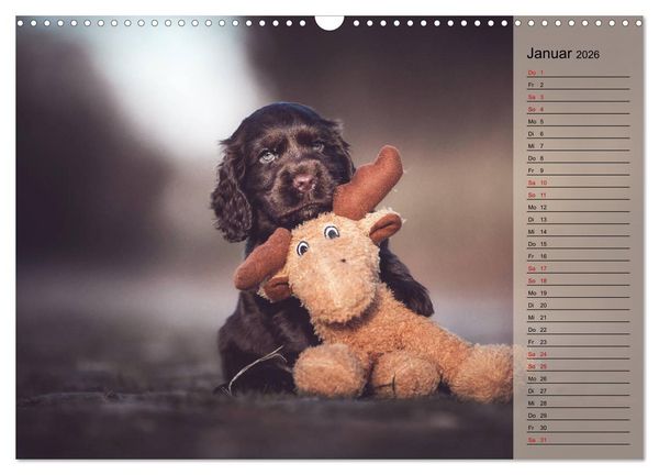 Produktbild: Englische Cocker Spaniel Welpen (Wandkalender 2026 DIN A3 quer), CALVENDO Monatskalender