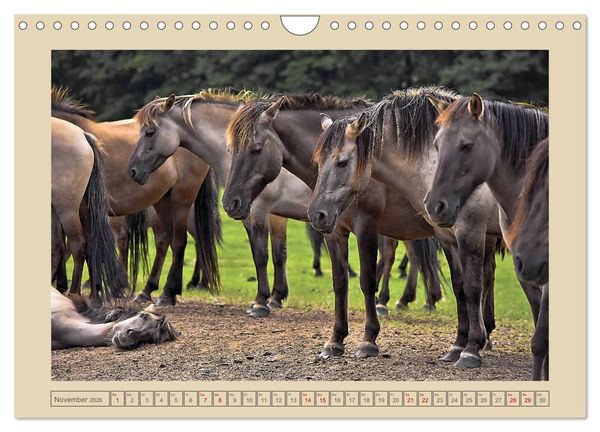 Produktbild: D&uuml;lmener Wildpferde im M&uuml;nsterland (Wandkalender 2026 DIN A4 quer), CALVENDO Monatskalender