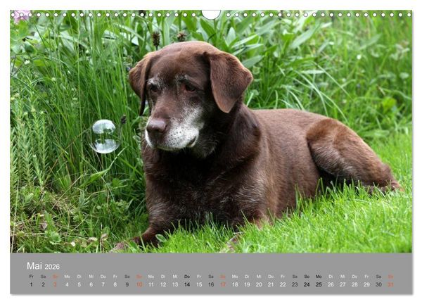 Produktbild: Graue Schnuten - Hunde in den besten Jahren (Wandkalender 2026 DIN A3 quer), CALVENDO Monatskalender