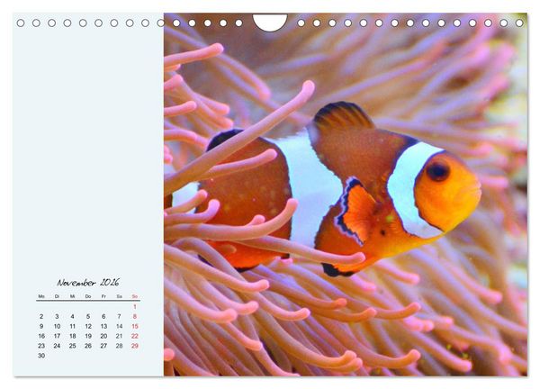 Produktbild: Salzwasseraquarium. Meeresfische im heimischen Wohnzimmer (Wandkalender 2026 DIN A4 quer), CALVENDO Monatskalender
