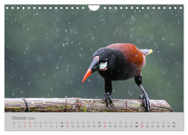 Produktbild: Costa Rica - Exotische V&ouml;gel im Regenwald (Wandkalender 2026 DIN A4 quer), CALVENDO Monatskalender