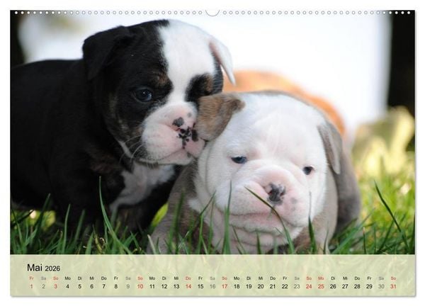 Produktbild: Bulldoggen-Kindergarten (hochwertiger Premium Wandkalender 2026 DIN A2 quer), Kunstdruck in Hochglanz