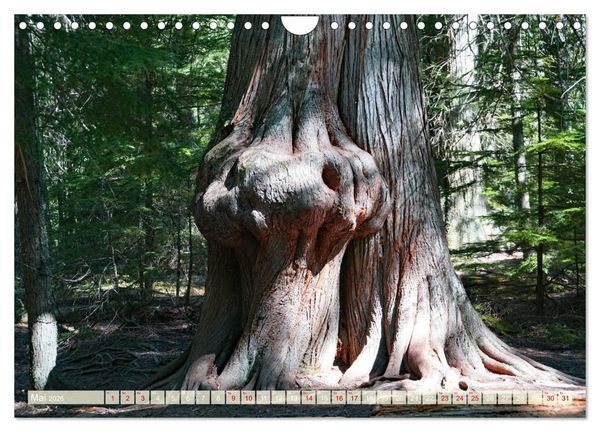 Produktbild: Geisterb&auml;ume (Wandkalender 2026 DIN A4 quer), CALVENDO Monatskalender