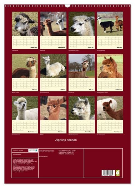 Produktbild: Alpakas erleben (Wandkalender 2026 DIN A2 hoch), CALVENDO Monatskalender